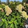 Hydrangea paniculata 'Little Fresco' - Aedhortensia 'Little Fresco' C2/2L